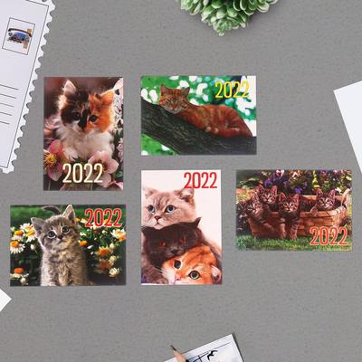 Котята Новые Серии 2022 Года Котята Новые Серии 2022 Года